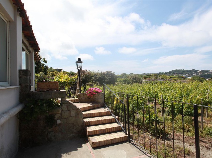 Agriturismo Il Vitigno  | Forio d'Ischia | Napoli | Italia 13