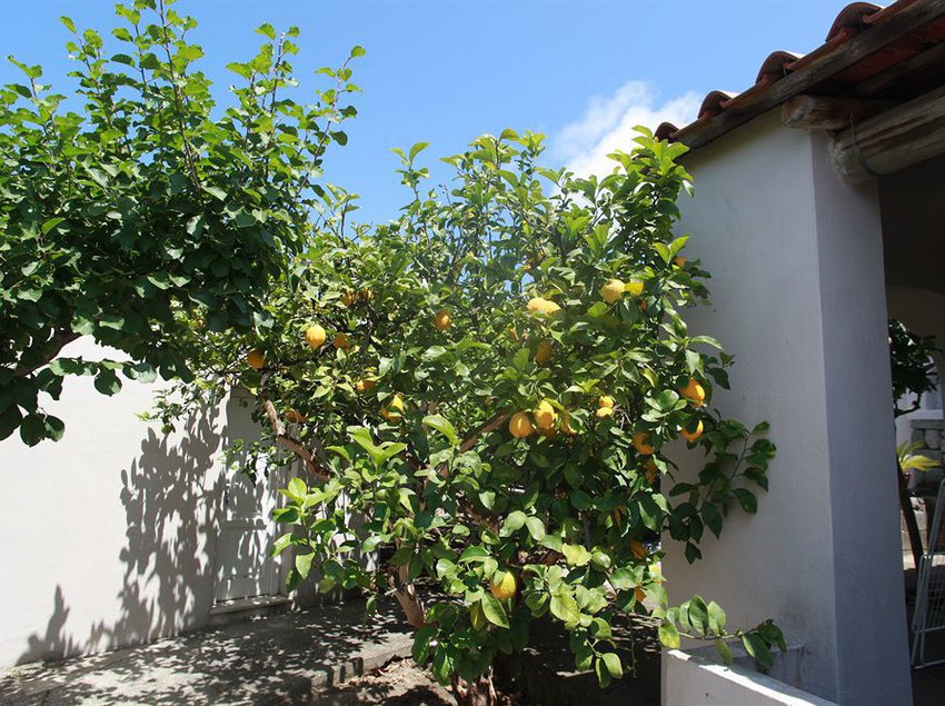 Agriturismo Il Vitigno  | Forio d'Ischia | Napoli | Italia 14