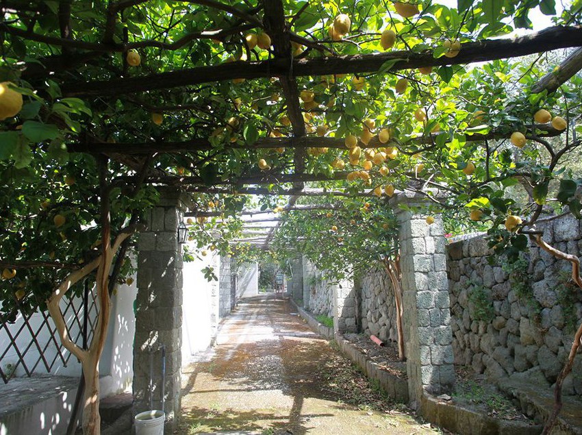 Agriturismo Il Vitigno  | Forio d'Ischia | Napoli | Italia 4