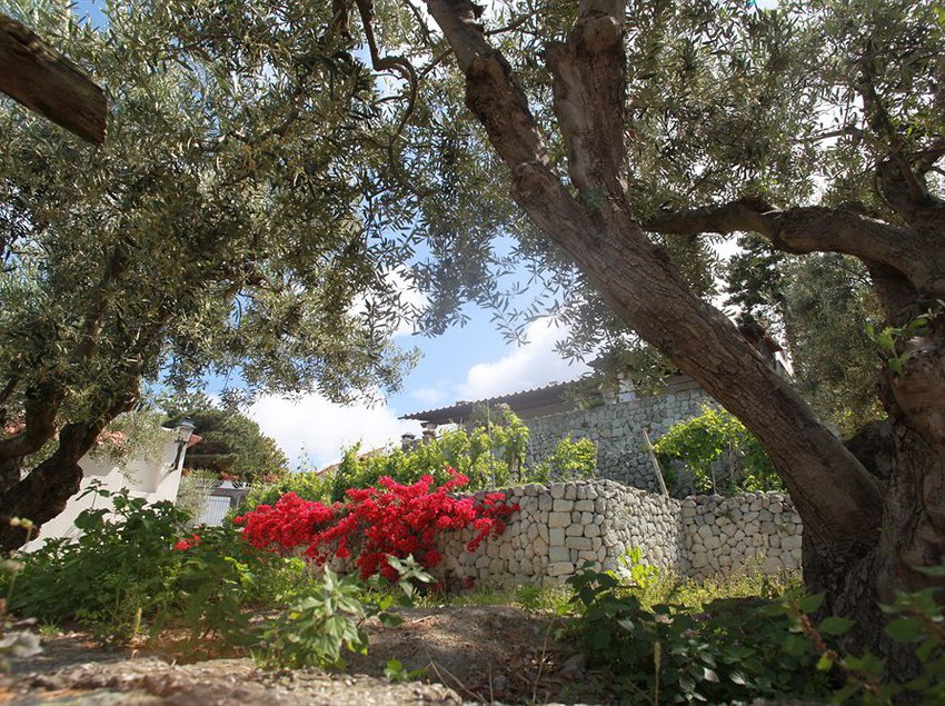 Agriturismo Il Vitigno  | Forio d'Ischia | Napoli | Italia 5