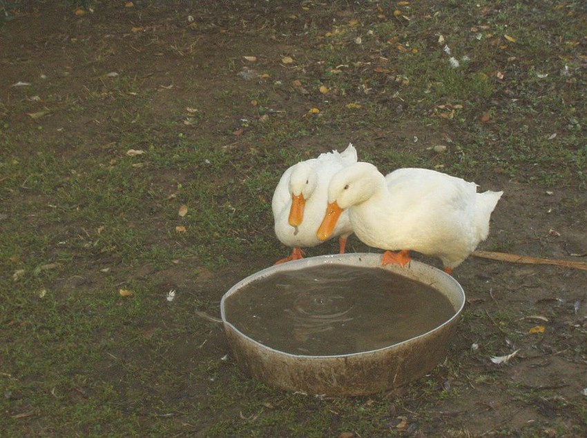 Agriturismo Frattavecchia  | Castiglione del Lago | Perugia | Italia 8