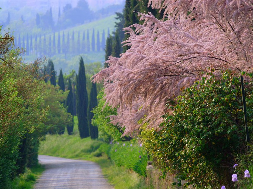 Hotel Tenuta Il Tresto  | Poggibonsi | Siena | Italia 7