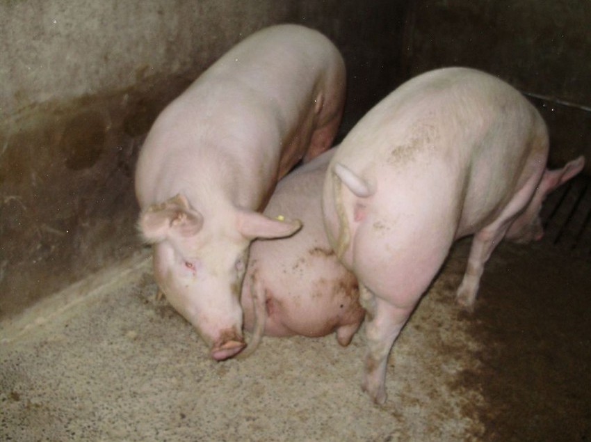 Hotel Tenuta Montelaura  | Forino | Avellino | Italia 11