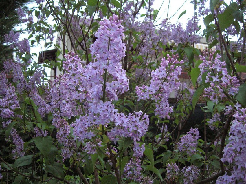 Villa Pagoda  | Sirmione | Brescia | Italia 6