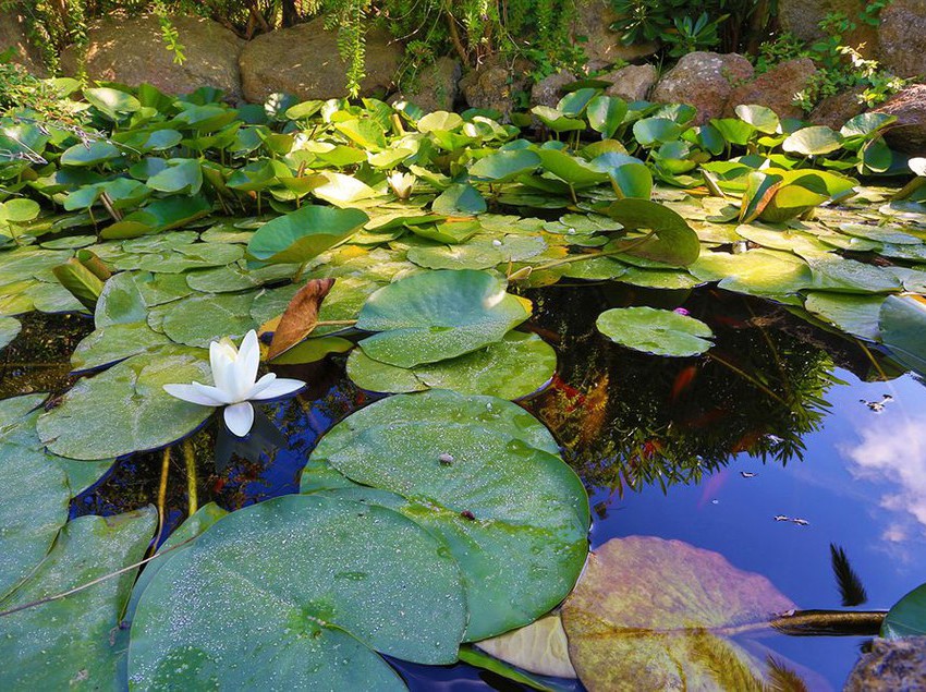 Hotel Terme San Nicola  | Forio d'Ischia | Napoli | Italia 16