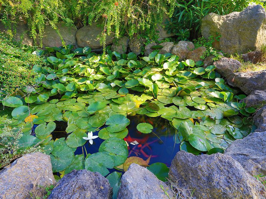 Hotel Terme San Nicola  | Forio d'Ischia | Napoli | Italia 2