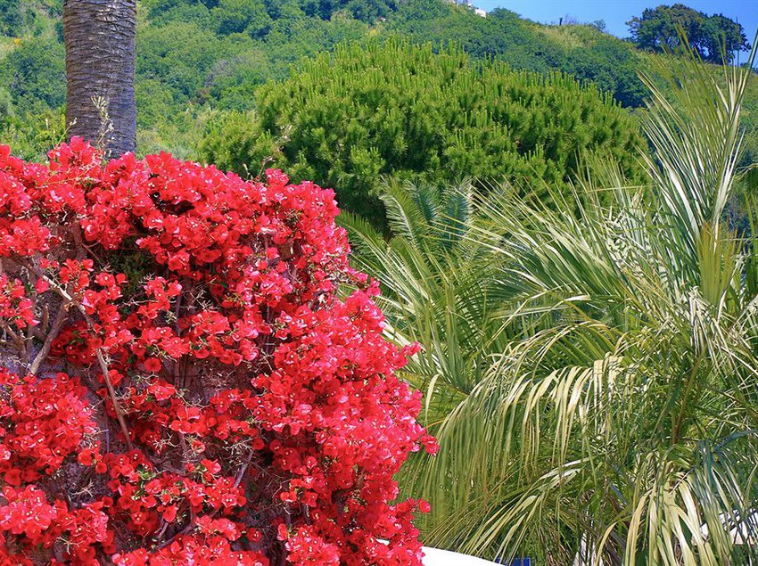 Hotel Terme San Nicola  | Forio d'Ischia | Napoli | Italia 8