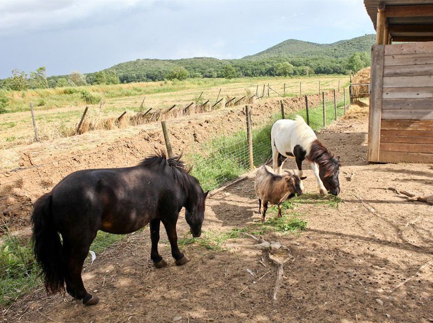 Agriturismo Da Lorena  | Manciano | Grosseto | Italia 7