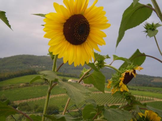 Bed and Breakfast Nido Del Merlo