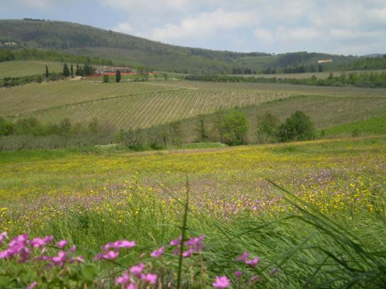 Bed and Breakfast Nido Del Merlo  | Pistoia | Pistoia | Italia 8