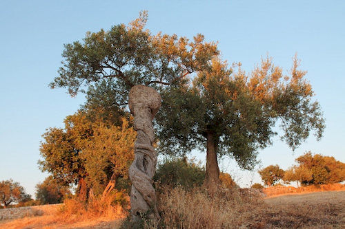 Bed and Breakfast Tenuta Zannafondo  | Ragusa | Ragusa | Italia 18