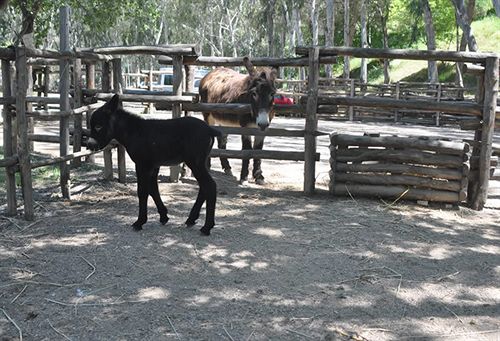 Hotel La Mia Valle  | Capo d'Orlando | Messina | Italia 5