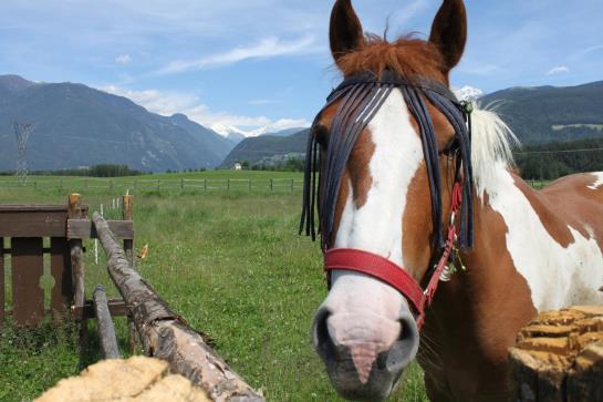 Hotel Petrus  | Bruneck | Bolzano | Italia 1