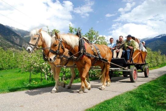 Bauernhof Bio-reiterhof  | Silandro | Bolzano | Italia 13