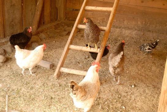 Bauernhof Bio-reiterhof  | Silandro | Bolzano | Italia 14