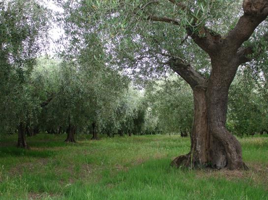 Hotel Al Crepuscolo  | Recanati | Macerata | Italy 6