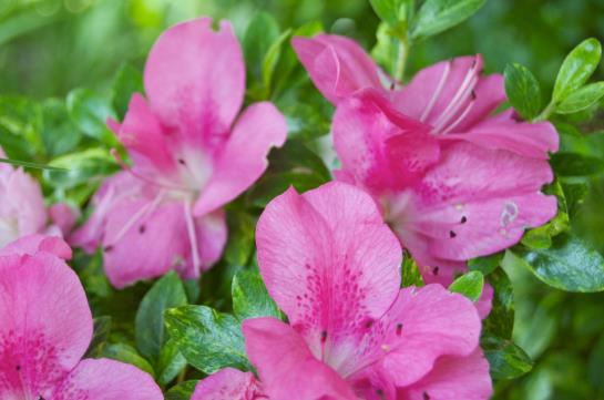 Hotel Schönbrunn  | Merano | Bolzano | Italia 1