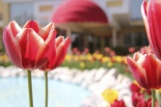 Hotel Leonardo Da Vinci Terme & Golf  | Abano Terme | Padova | Italia 1