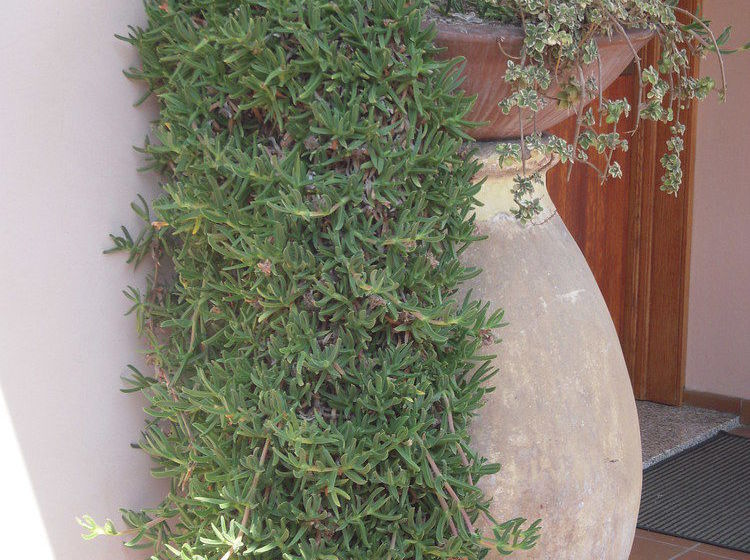 Residence Edy  | Imperia | Imperia | Italien 18