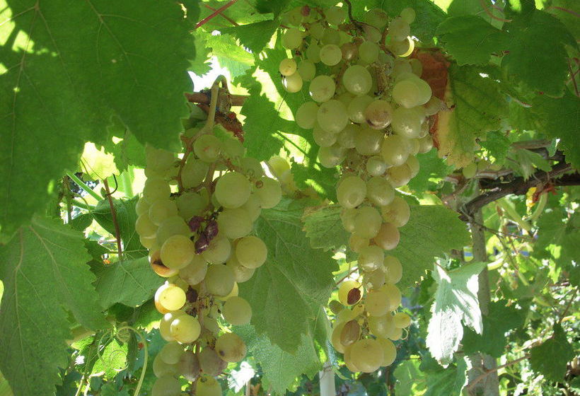 Residence Edy  | Imperia | Imperia | Italien 9