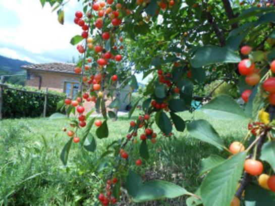 Agriturismo Amedea  | Pistoia | Pistoia | Italia 11