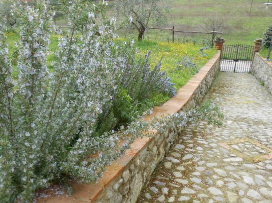 Agriturismo Amedea  | Pistoia | Pistoia | Italia 7