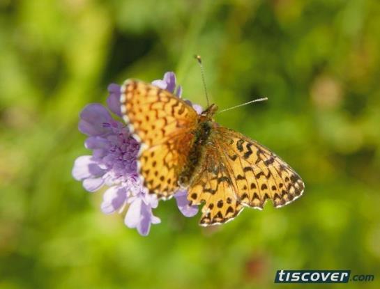 Hotel Edelweiss  | Reschen | Bolzano | Italia 1