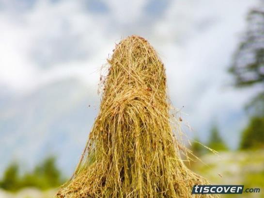 Hotel Edelweiss  | Reschen | Bolzano | Italia 12