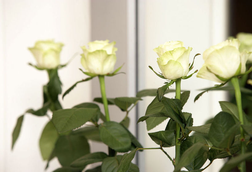 Hotel Cervetta 5  | Modena | Modena | Italia 12