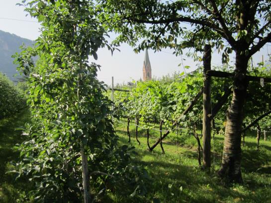 Hotel Weingarten  | Terlano | Bolzano | Italia 2