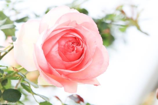 Hotel Eden  | Sistiana | Trieste | Italia 4