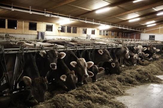 Agriturismo La Fiorida Farm & Beauty  | Mantello | Sondrio | Italy 11