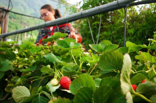 Agriturismo La Fiorida Farm & Beauty  | Mantello | Sondrio | Italy 5
