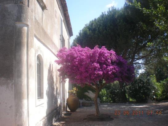 Torre Galli Agriturismo  | Drapia | Vibo Valentia | Italia 4