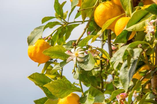 Residence Villa Sermolli  | Buggiano | Pistoia | Italia 16