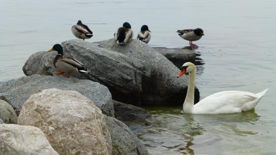 Hotel Punta Blu  | Manerba del Garda | Brescia | Italia 7