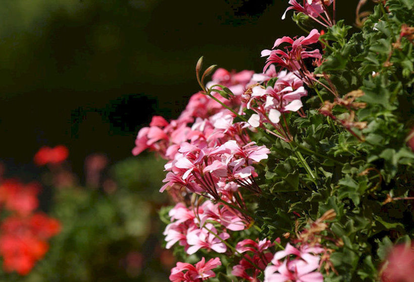 Hotel Park Faver  | Tremosine | Brescia | Italia 9