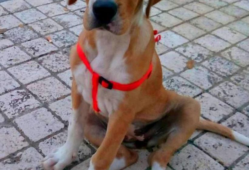 Paradise Beach Hostel  | Forio d'Ischia | Napoli | Italia 1