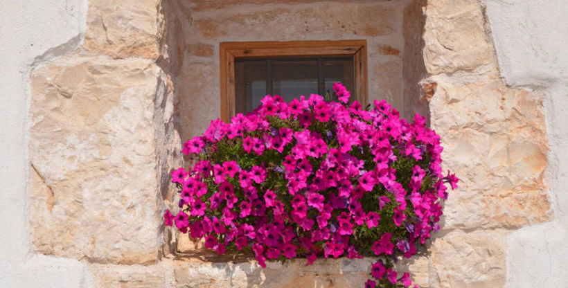 Trulli Terra Magica B&b  | Bari | Bari | Italia 16