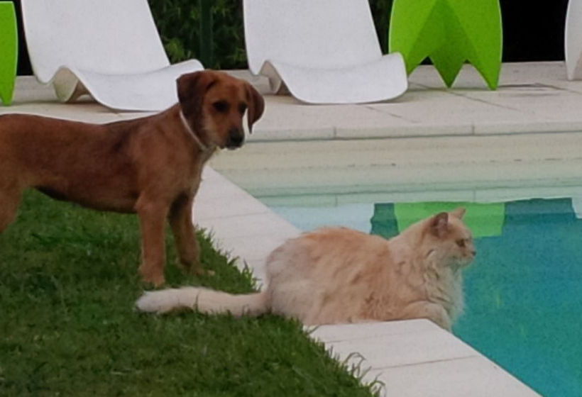 Rosta Residence Ranverso  | Rosta | Torino | Italia 13