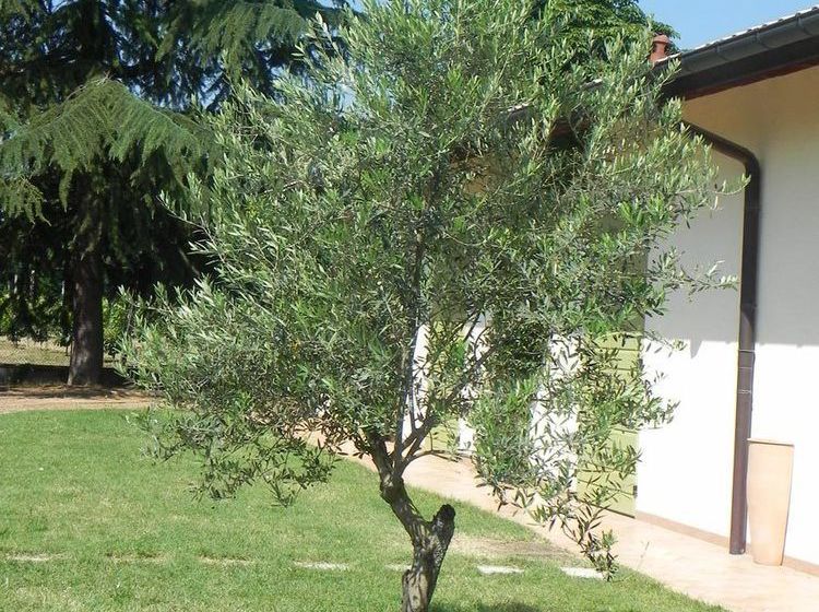 Hotel Caterina Residence Faenza  | Faenza | Ravenna | Italia 16