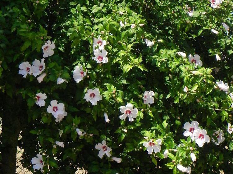 Hotel Caterina Residence Faenza  | Faenza | Ravenna | Italia 18