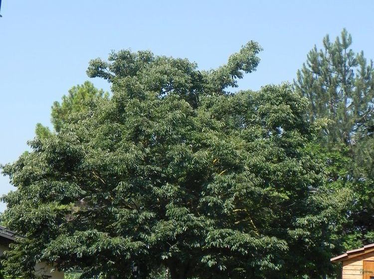 Hotel Caterina Residence Faenza  | Faenza | Ravenna | Italia 19