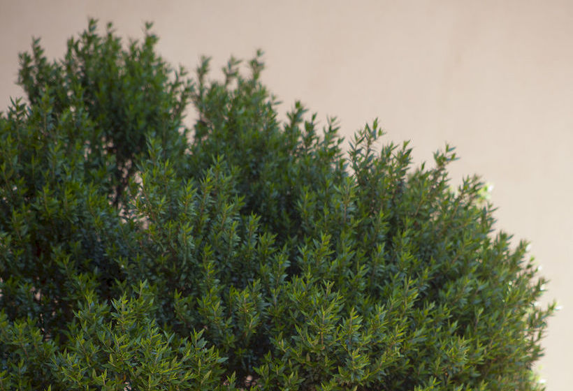 Il Mirto Bed And Breakfast  | Impéria | Imperia | Itália 17