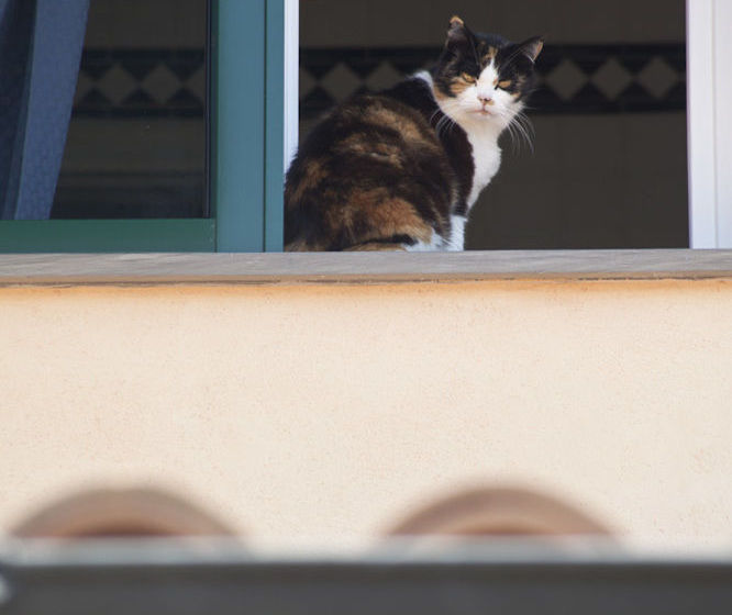 Il Mirto Bed And Breakfast  | Impéria | Imperia | Itália 18