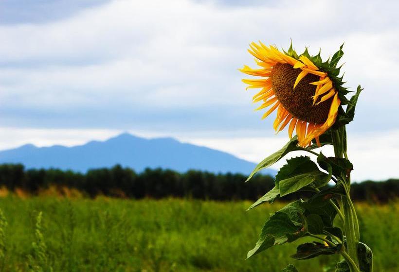 Hotel In Fiore  | Lavello | Potenza | Italia 7