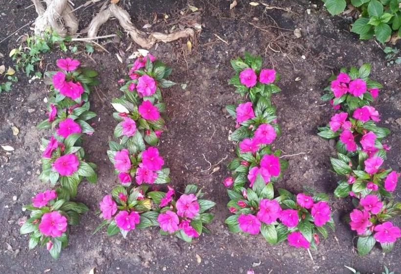 Hotel Illi  | Marina di Massa | Massa Carrara | Italia 2