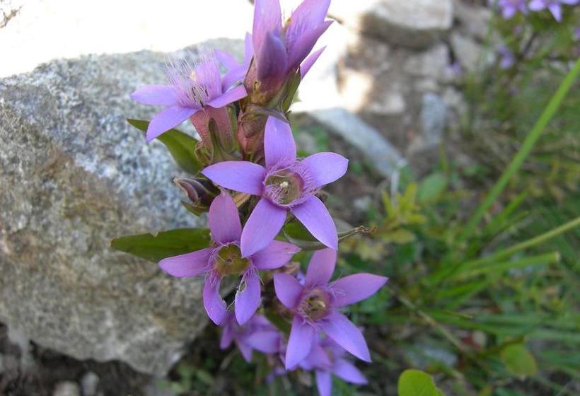 La Fucina B&b  | Temu | Brescia | Italia 7