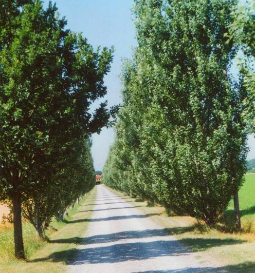 Bed and Breakfast Agriturismo Le Colombaie  | Busseto | Parma | Italia 18