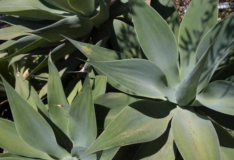 Bed and Breakfast Terrazze Sul Mare  | Santa Flavia | Palermo | Italia 5